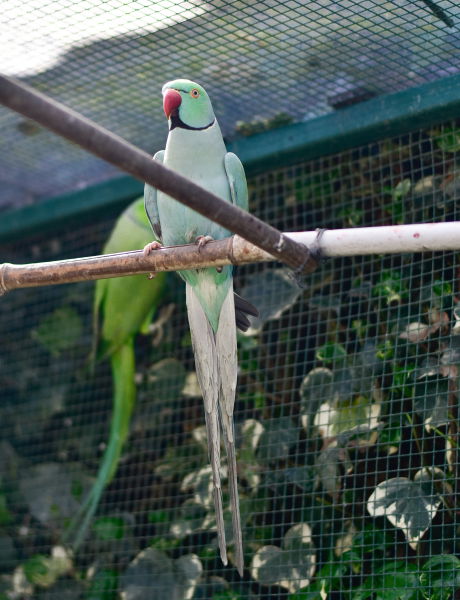 Perruche turquoise
