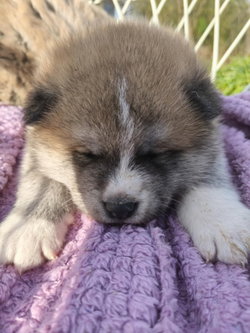 chiot 2