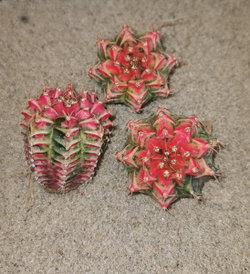 Cactus Gymnocalycium