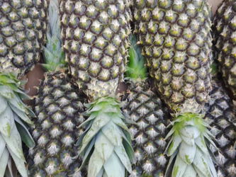 CARTON D ANANAS