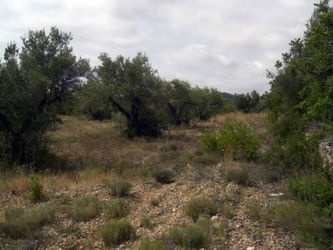 Vente terrain agricole finca ametlla mar espagne Tarragone