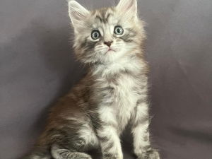 superbe chaton maine coon mâle black silver blotched tabby Saint-Gilles