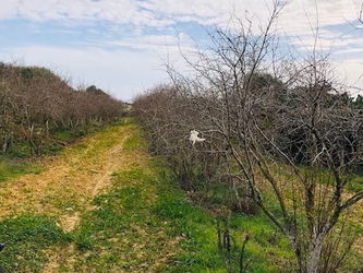 Vente FERME HAOUARIA Nabeul Tunisie