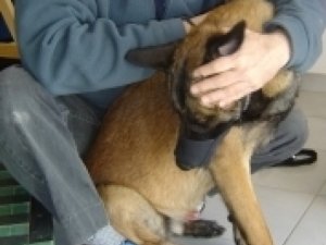 Chiropraxie Canine Rouen Seine Maritime