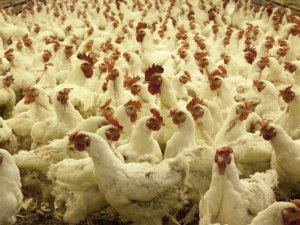 Recherche 1 emploi élevage avicole Montat Lot
