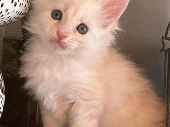 Adorable Chaton Maine coon mâle inscrit Loof Saint-Gilles Gard