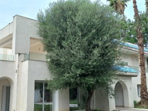 Location villa didon carthage hannibal Tunis Tunisie