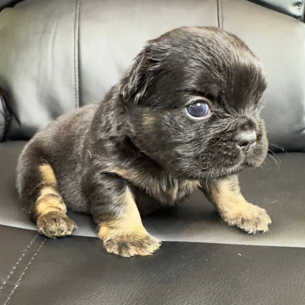 bouledogue francais fluffy disponible