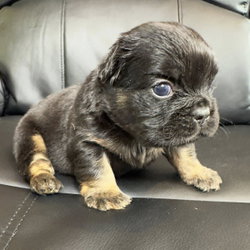 bouledogue francais fluffy disponible