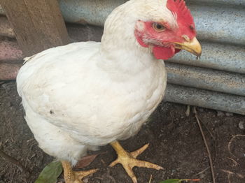coq 2,38kg