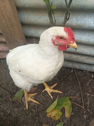 coq 2,38kg