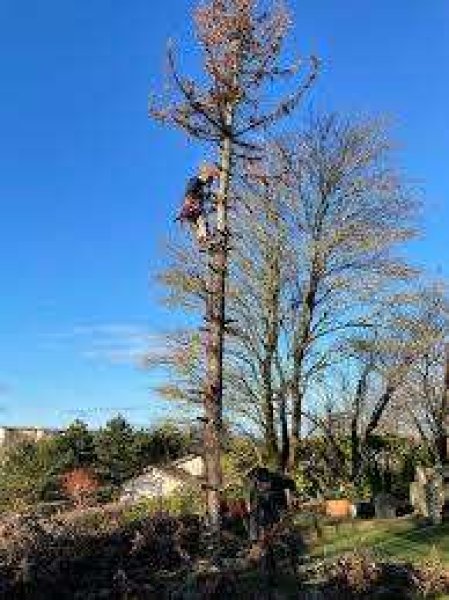 Elagage élagueur abattage tout types d'arbres Taille haie Charleroi