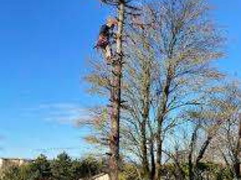 Elagage élagueur abattage tout types d&#039;arbres Taille haie Charleroi