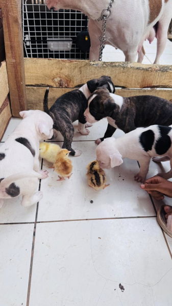 chiots âgés d'un mois