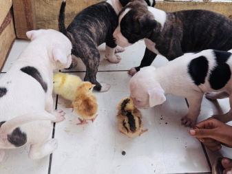 chiots âgés d'un mois
