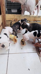 chiots âgés d'un mois