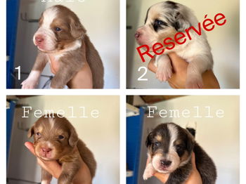 Chiots bergers Australiens LOF Luxembourg