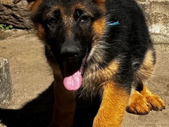 chiot Lomad