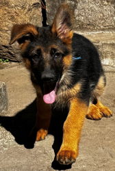 chiot Lomad