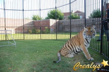 Prestations animalières pour l&#039;événementiel cinéma France Paris