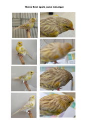 Brun opale jaune mosaique
