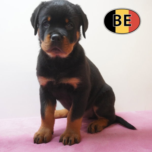 Rottweiler