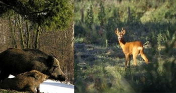 jours chasse sangliers chevreuils Gondrecourt-le-Château Meuse