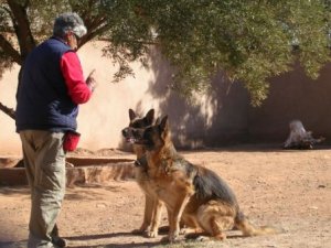 Dréssage/éducation canine/agility Marrakech Maroc