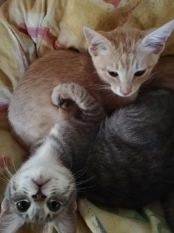 2 chatons