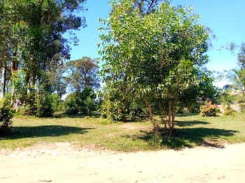 Vente TERRAIN /A/2410 Toamasina Madagascar