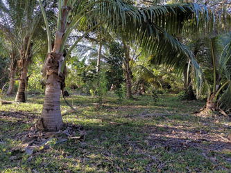 Annonce Vente Magnifique terrain Madagascar-Manakara Sud-Est