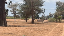 terrain 300 mètres carrés  à vendre à Malicounda