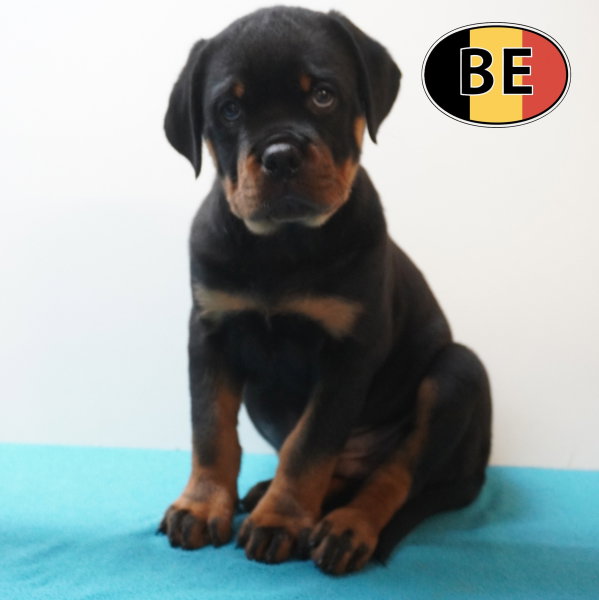 Rottweiler