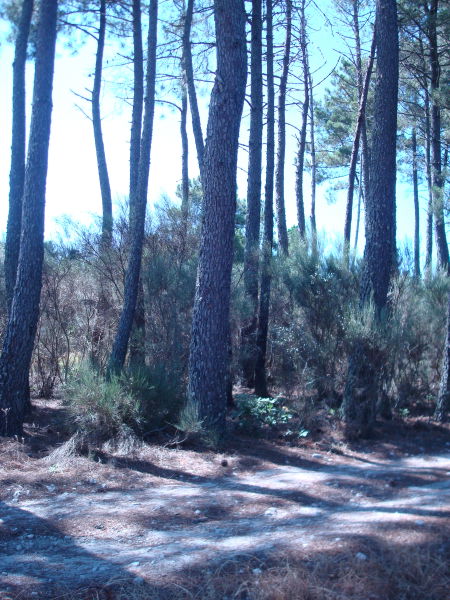 TERRAIN