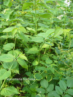 leycesteria formosa