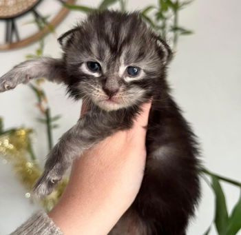 Chatons Maine coon mâle femelle Saint-Gilles Gard