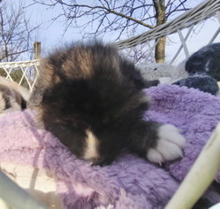 chiot 3