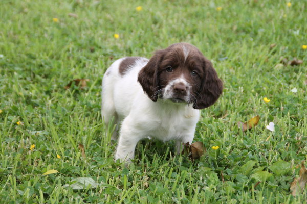 chiot 2