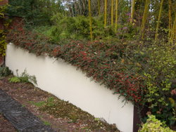 leycesteria formosa