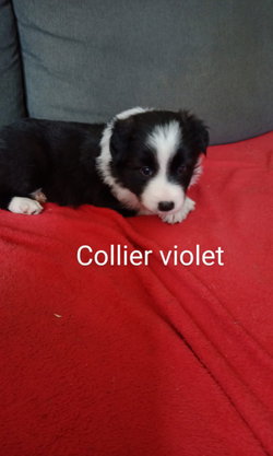 femelle collier violet