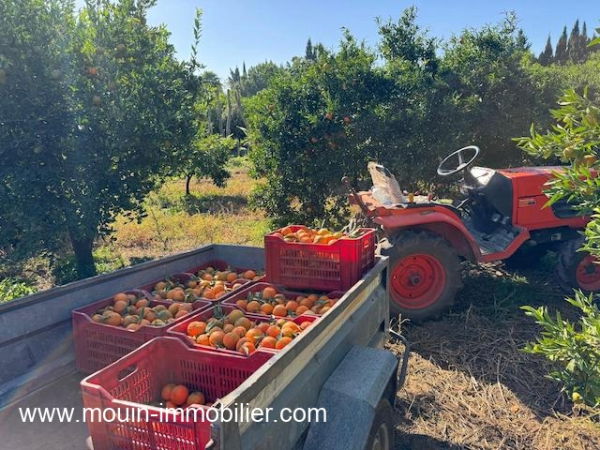 ferme a vendre à beni Khaled