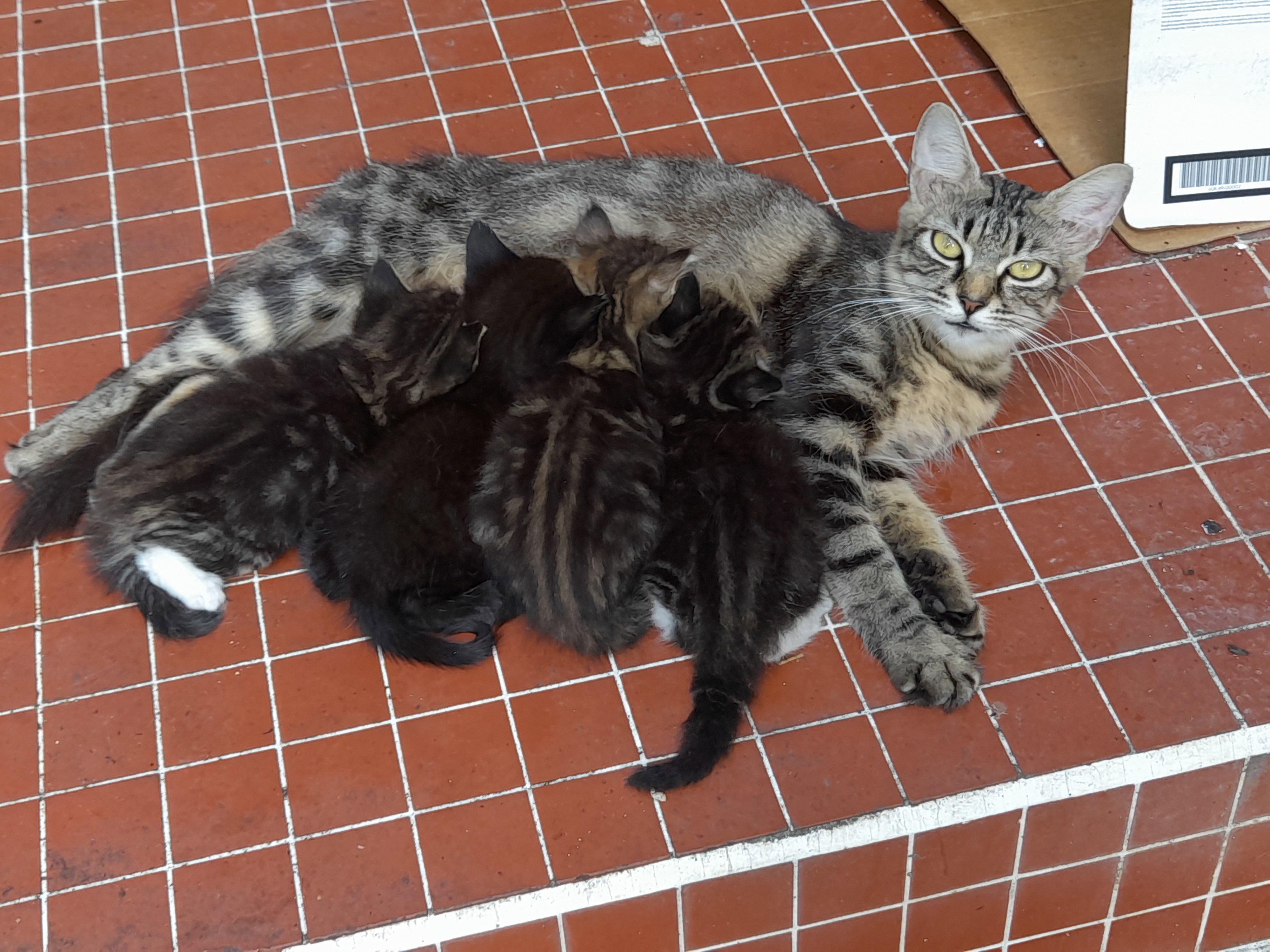 chatons