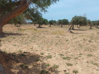 Annonce Vente terrain Djerba Tunisie