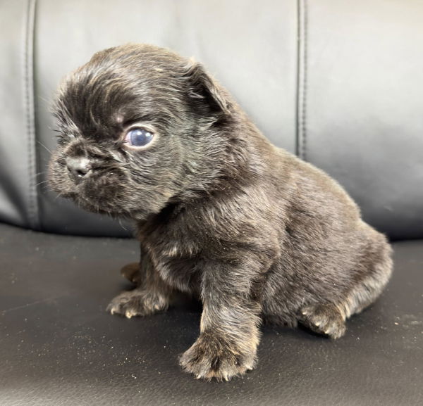 bouledogue francais fluffy disponible