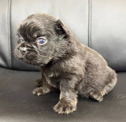 bouledogue francais fluffy disponible