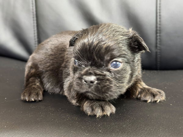 bouledogue francais fluffy disponible