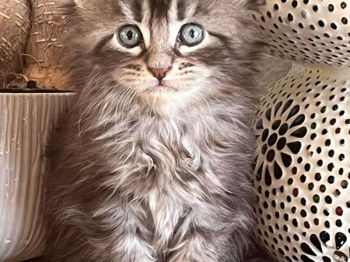 Superbe Chaton Maine coon mâle black silver Saint-Gilles Gard