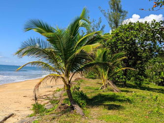 Annonce Vente TERRAIN MER VOHIDROTRA BELAMBO TOAMASINA Madagascar