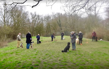 Dressage -éducation chien INSCRIPTIONS COURS Woluwe-Saint-Lambert Bruxelles