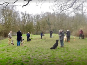 Dressage -éducation chien INSCRIPTIONS COURS Woluwe-Saint-Lambert Bruxelles